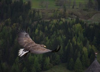 The birds of prey in the valley skies