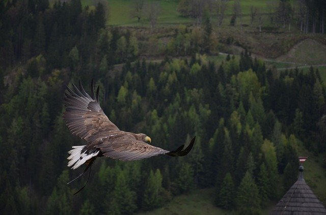 The birds of prey in the valley skies