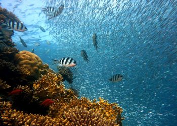 Haus des Meeres | Vienna’s Aqua Terra Zoo