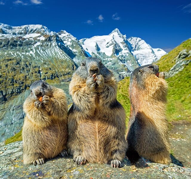 Cute marmots against the backdrop of the Grossglockner mountain