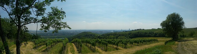 The vineyards and view from Mount Kalenberg