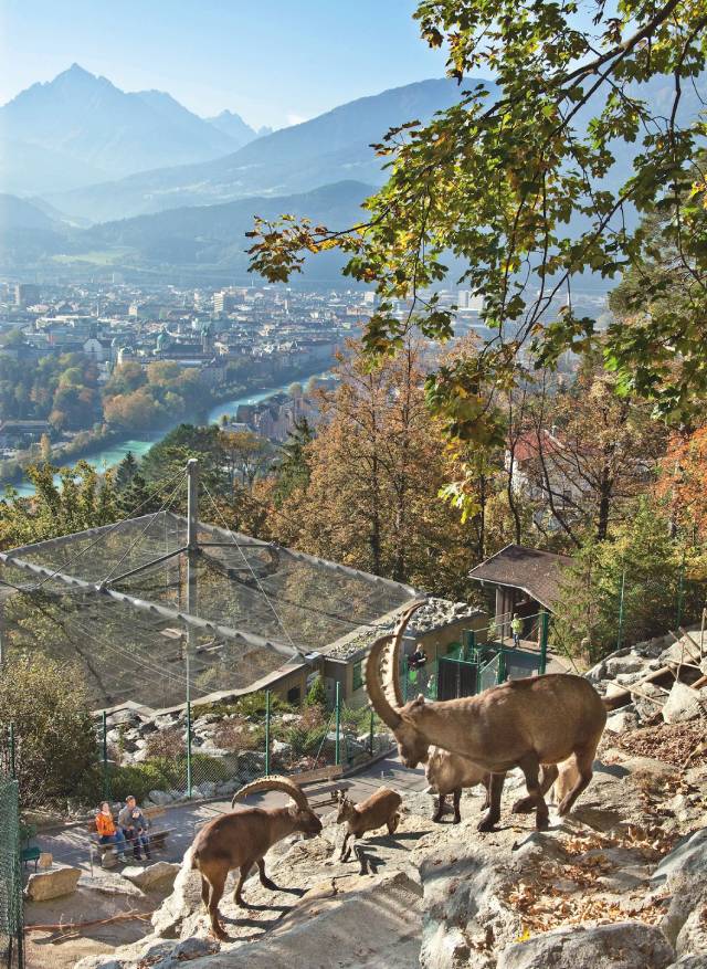 Alpine Zoo. Courtesy of Innsbruck Tourismus