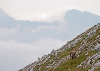 Gesäuse National Park | Third Largest National Park in Austria