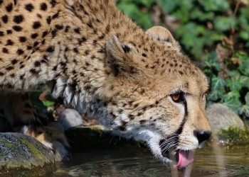 Herberstein Castle | Zoo, Museum & Nature Trail