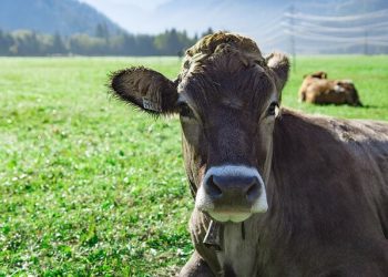 Holiday Farms in Salzburgerland | Best Local Holiday Farms