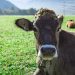 Holiday Farms in Salzburgerland | Best Local Holiday Farms