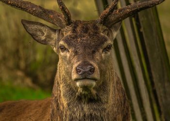 Rosegg Estate in Carinthia | Deer Park & Great Hedge Maze