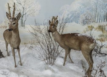 The Natural History Museum in Vienna