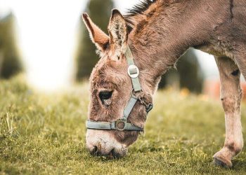 Holiday Farms in Carinthia | The Most Recommended by Travelers