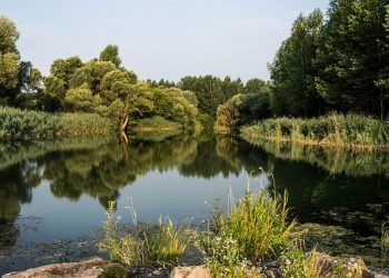 Donau-Auen | The National Park Between Vienna and Bratislava