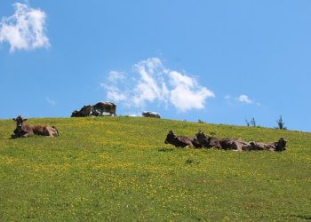 Holiday Farms in Tyrol | Most Recommended by Locals