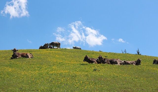 Holiday Farms in Tyrol | Most Recommended by Locals