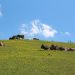 Holiday Farms in Tyrol | Most Recommended by Locals