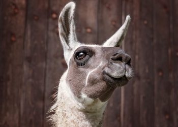 Llama Farm in Burgenland | Tour with Llamas in the Wine Hills