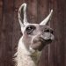 Llama Farm in Burgenland | Tour with Llamas in the Wine Hills