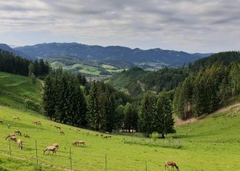 Oberkapfenberg Castle Trail | A Fun Day Trip from Graz