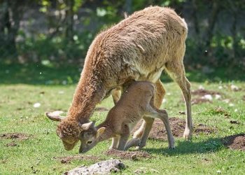 Feld am See | 2 Crystal-Clear Lakes & Alpine Wildlife Park