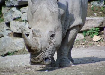 Salzburg City Zoo | The Largest Zoo in Salzburgerland