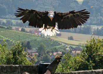 Riegersburg Castle near Graz | Birds of Prey, Rope Park & More