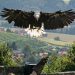 Riegersburg Castle near Graz | Birds of Prey, Rope Park & More