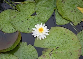 Hochmoor Schrems Nature Reserve | A Lovely Nature Area