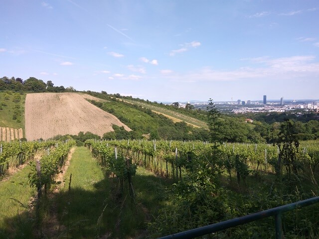 A view of vineyards on a rolling hill with a city skyline in the distance