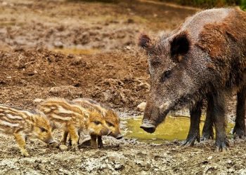 Lainzer Tiergarten | Royal Nature Park at the Edge of Vienna