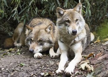 Cumberland | The Wildlife Park in the Lake District