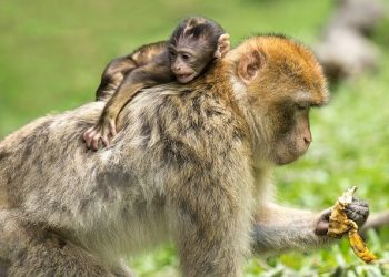 Stadt Haag Zoo | A Nice Stop on the Way to Salzburg