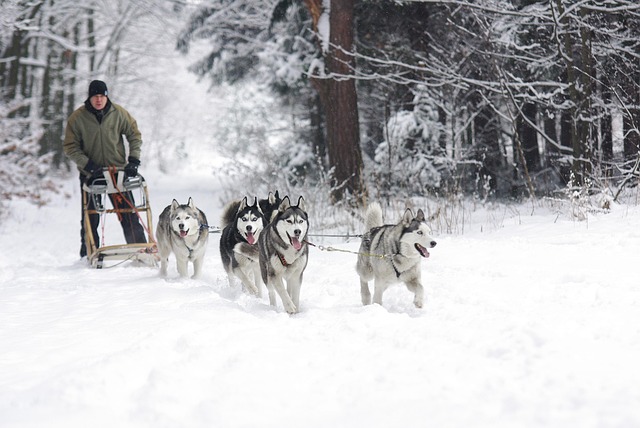 huskies in the snow