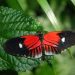 The Imperial Butterfly House at Hofburg Palace | All Info